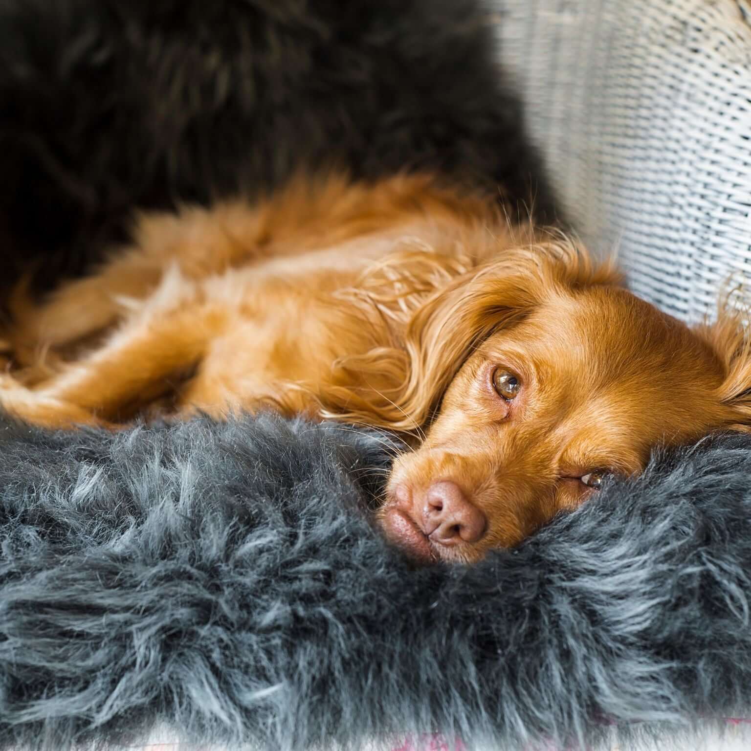 Dog Laying on Grey Faux Sheepskin Rug