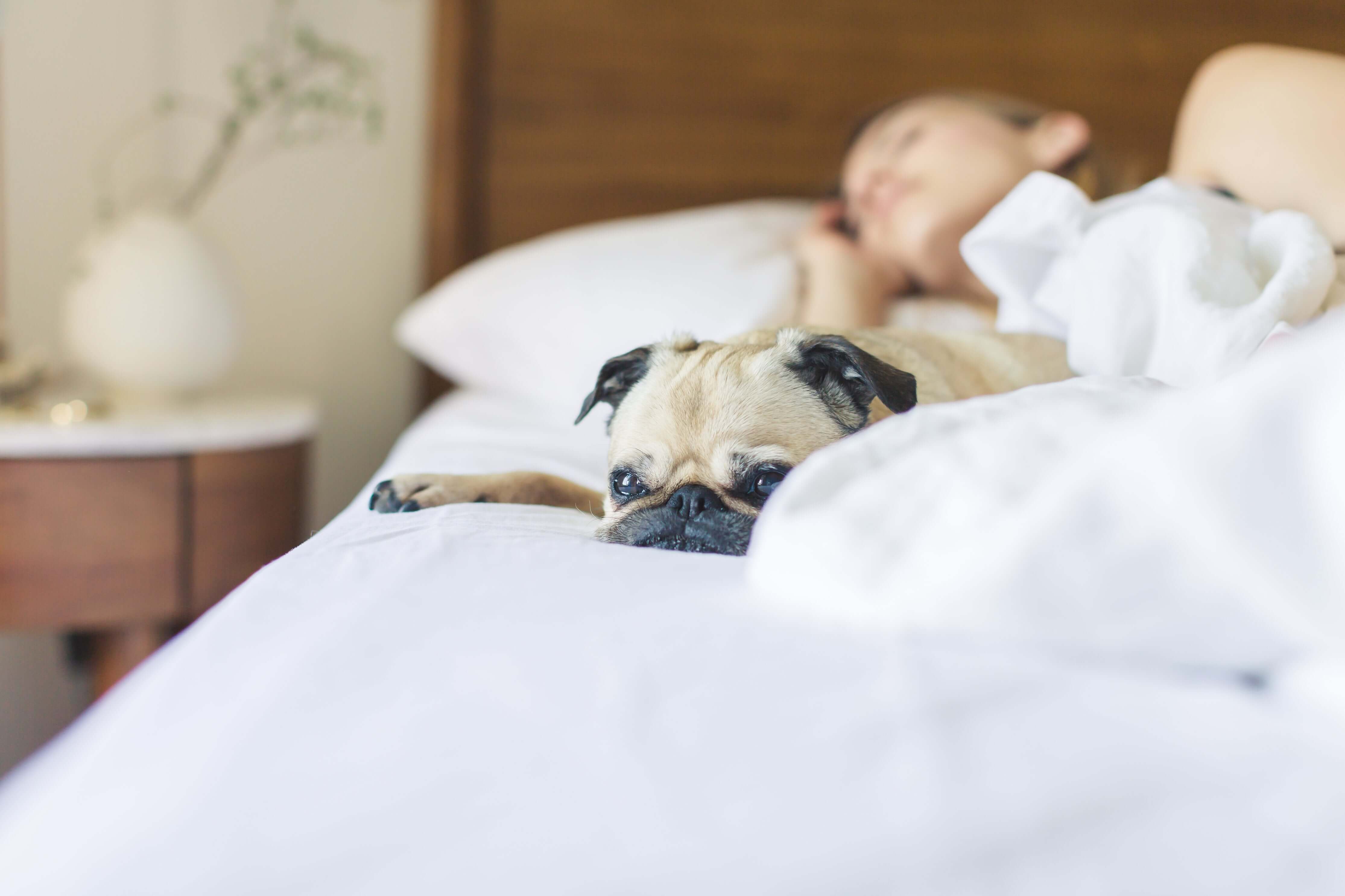 Pug on bed at Escapology Home Plymouth