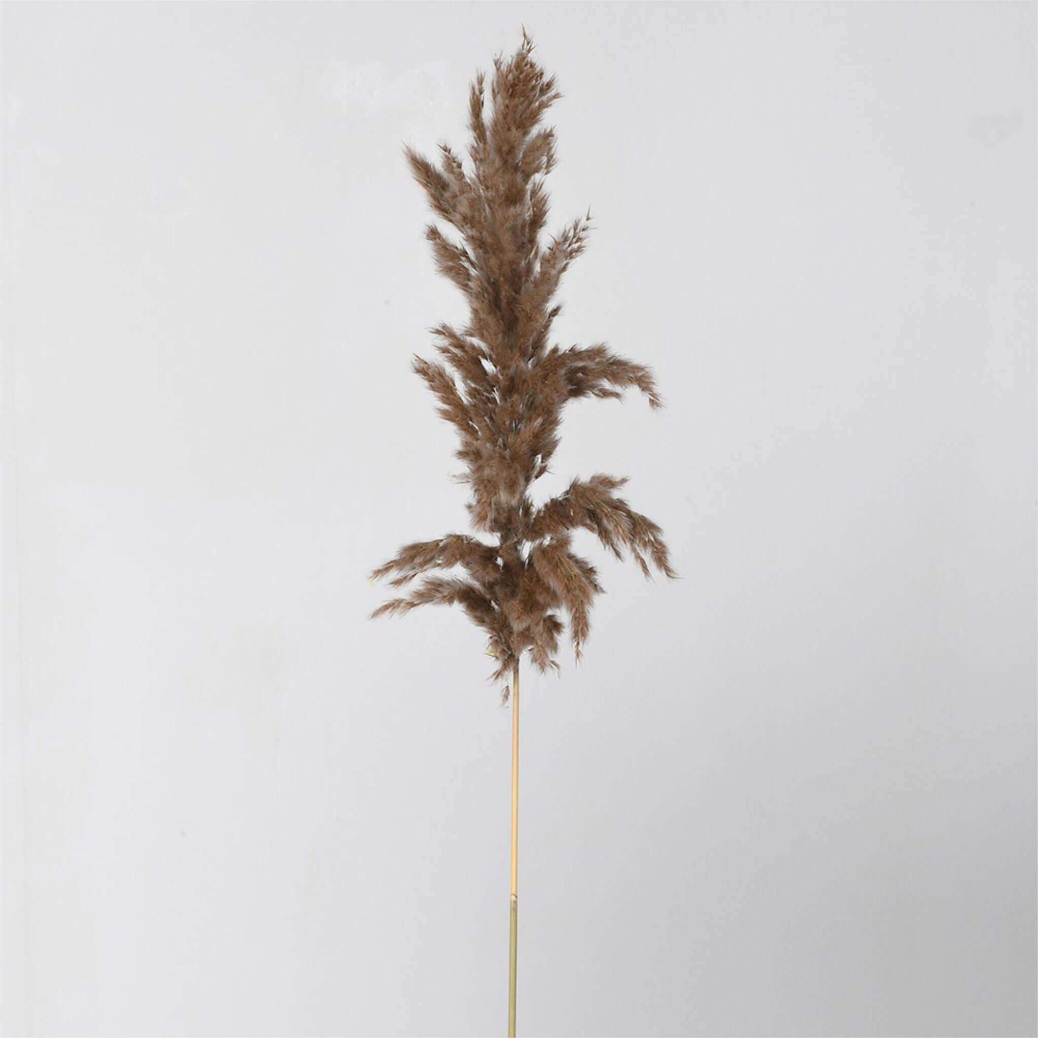 Dried Natural Pampas Grass - Set of 3 - escapologyhome.co.uk