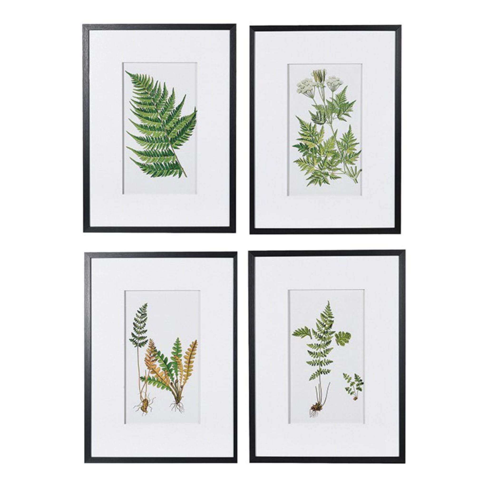 Fern Print Collection - Set of 4 - escapologyhome.co.uk