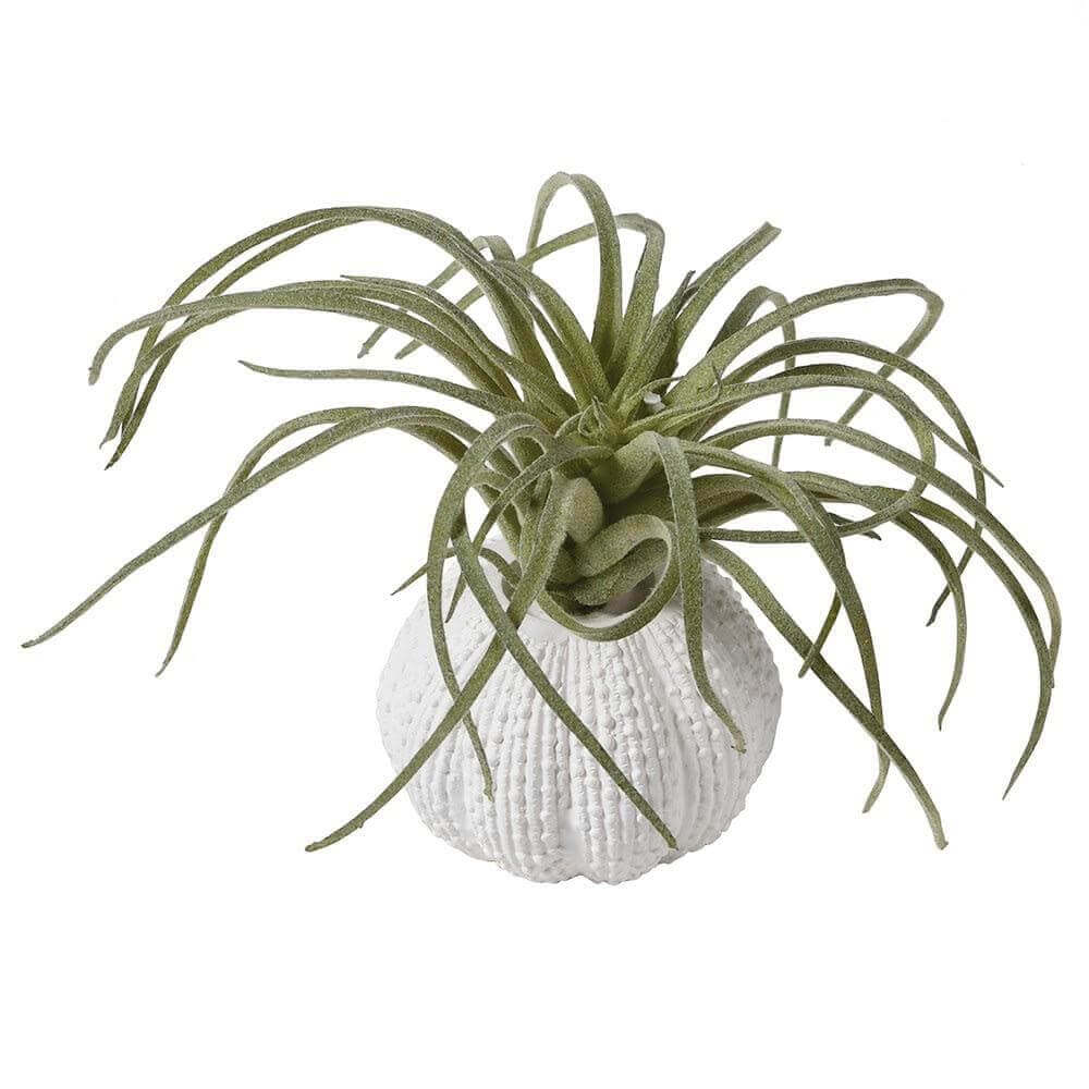 Faux Tillandsia In Sea Urchin Pot - escapologyhome.co.uk