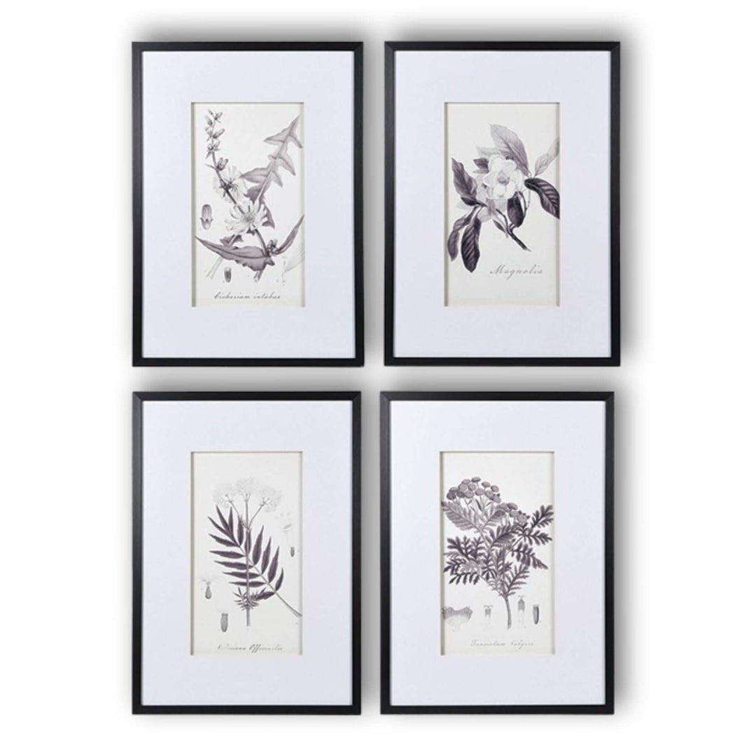 Botanical Drawings Framed Print Collection - Set of 4